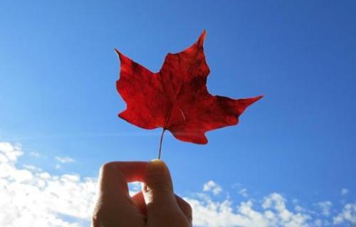官方公告：加拿大部分大学秋季开学录取政策信息汇总！
